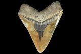 Serrated, Fossil Megalodon Tooth - Collector Quality #121450-1